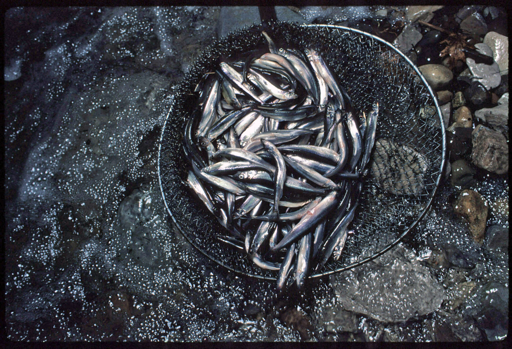 Fish advisories impact tribal traditions; Lake Superior smelt the latest species found contaminated 2 Archived Smelt dipping